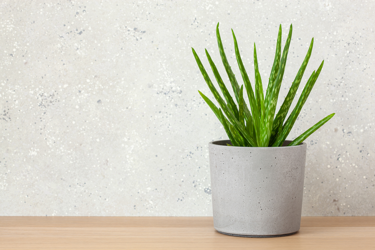 Aloe Vera CAM Plant ต้นไม้ปลูกในห้องนอนได้