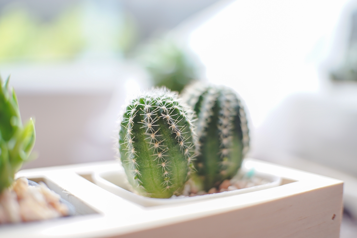 Cactus ต้นไม้ปลูกในห้องนอนได้ ทั้งสวยงามและช่วยให้สุขภาพดี