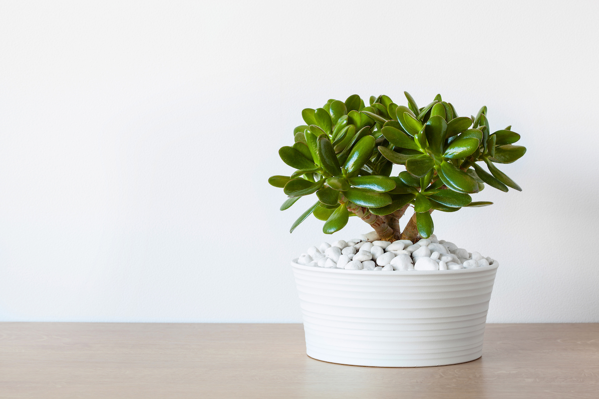 jade plant ต้นไม้ปลูกในห้องนอนได้ ทั้งสวยงามและช่วยให้สุขภาพดี
