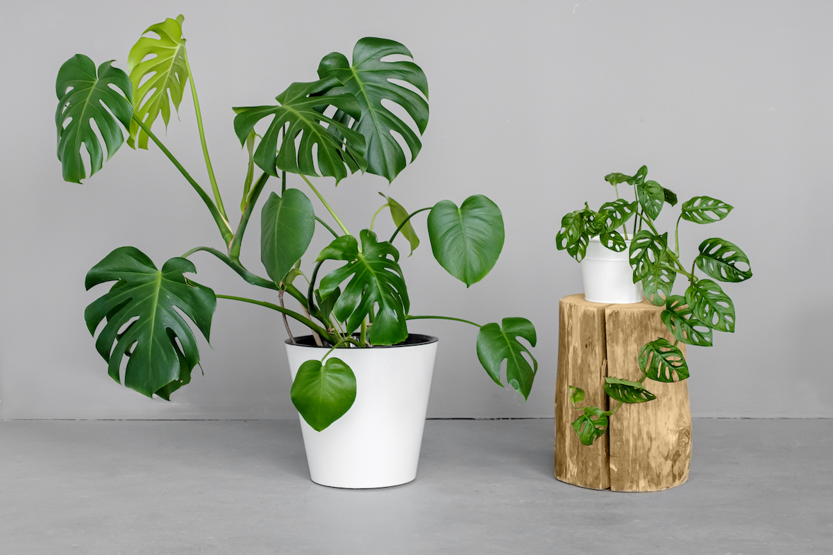 Monstera CAM Plant ต้นไม้ปลูกในห้องนอนได้