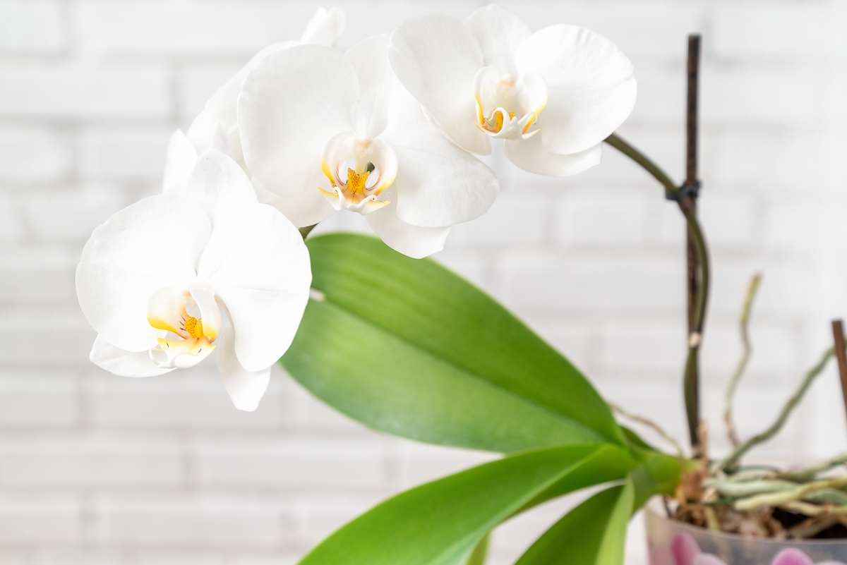 Delicate white Phalaenopsis orchid flowers close up