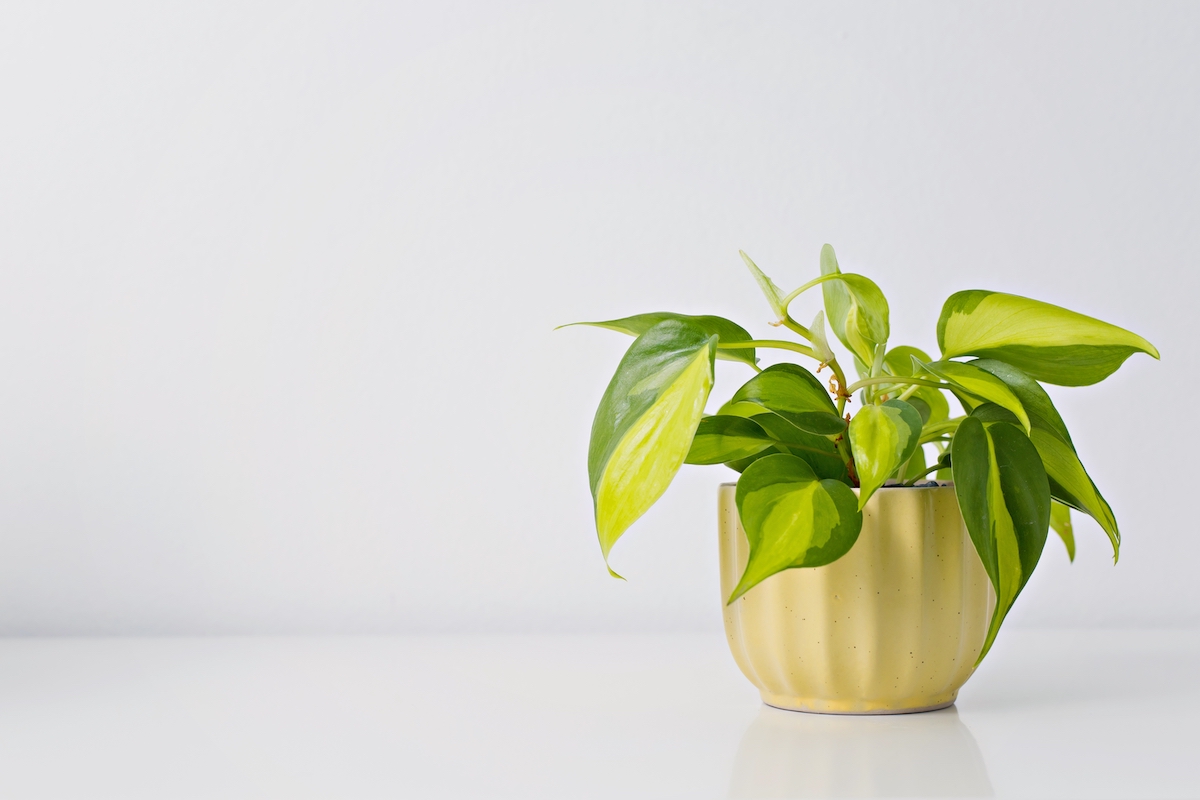 Philodendron