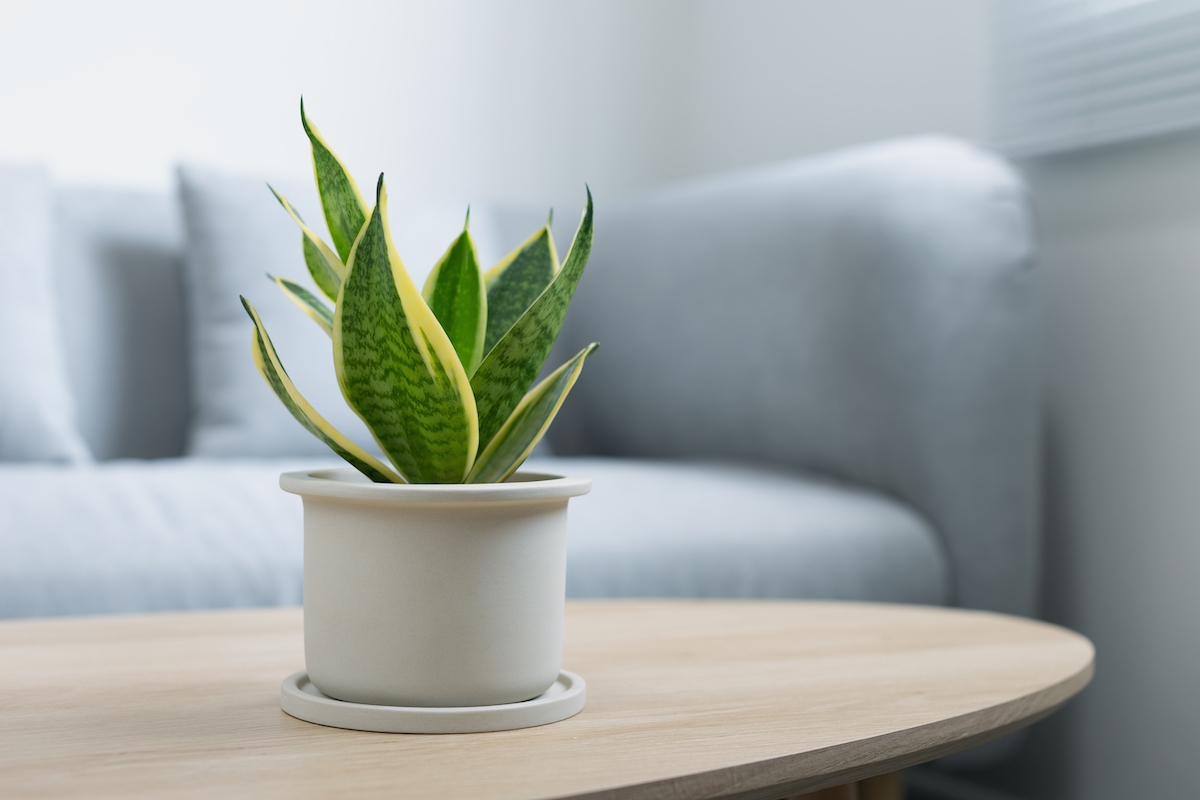 Snake Plant CAM Plant ต้นไม้ปลูกในห้องนอนได้