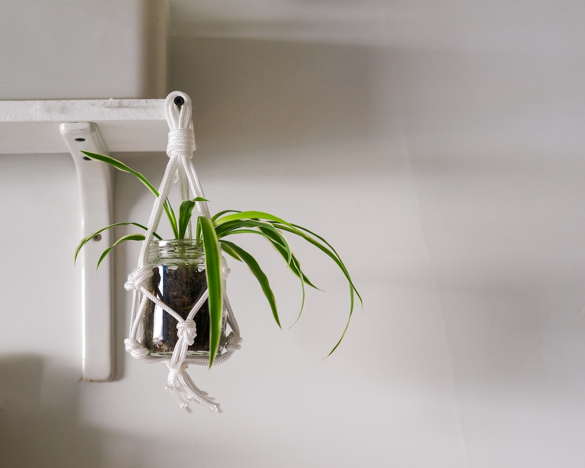 Spider Plant ต้นไม้ปลูกในห้องนอนได้ ทั้งสวยงามและช่วยให้สุขภาพดี