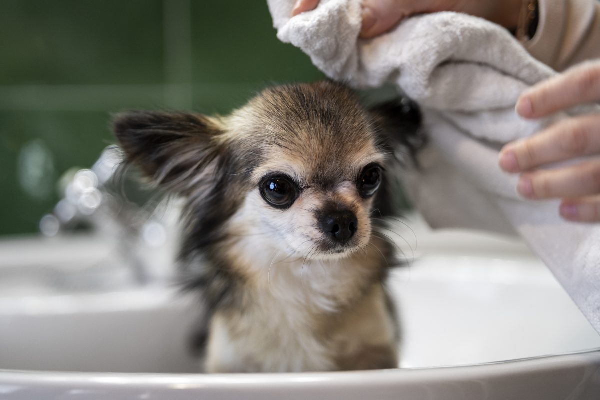 cute chihuahua dog taking bath -