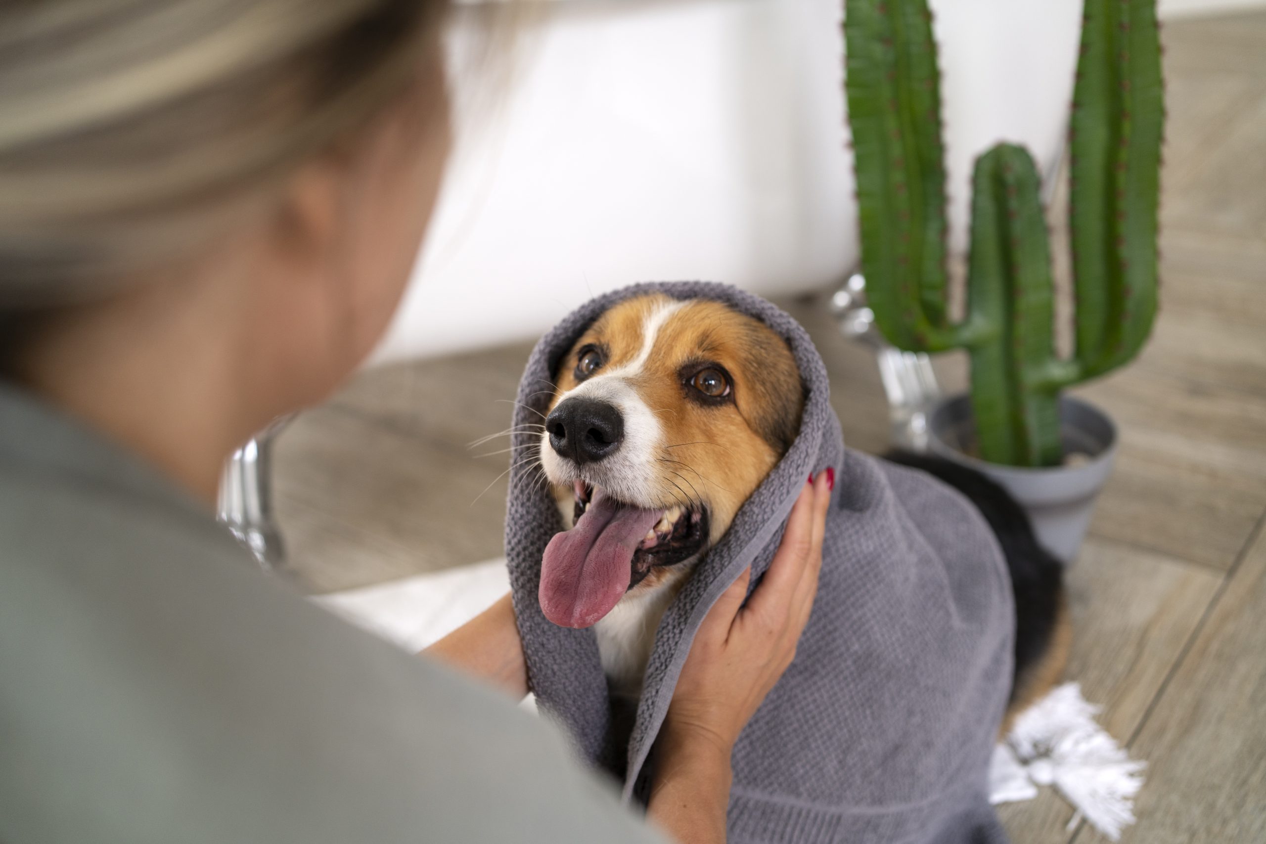 washing pet dog home 1 scaled -